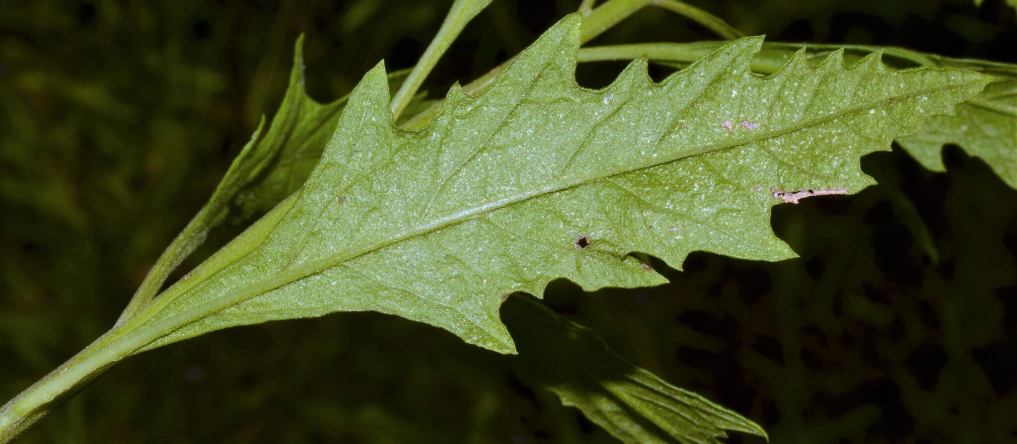 Dysphania ambrosioides